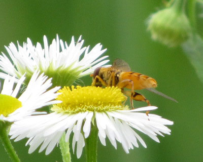 ���ꂢ�����ǐ��̕s���̃A�u