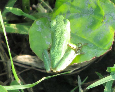 ���N���������A�}�K�G���������ς�