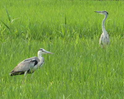 �F���A�I�T�M