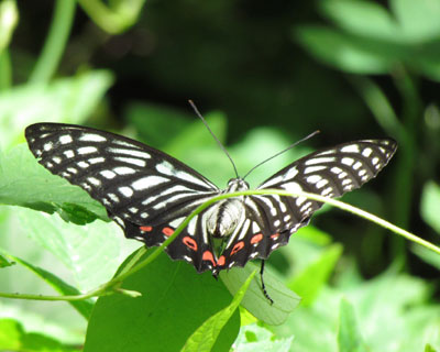 �q�����ז��ȃA�J�{�V�S�}�_��