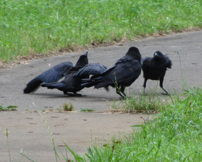 �Â�����Ă݂�