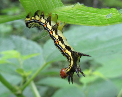 ����Ƃ��킢�t�N���X�Y��