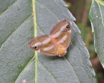 �x�b�R�E�n�S�����Ƃ����炵��