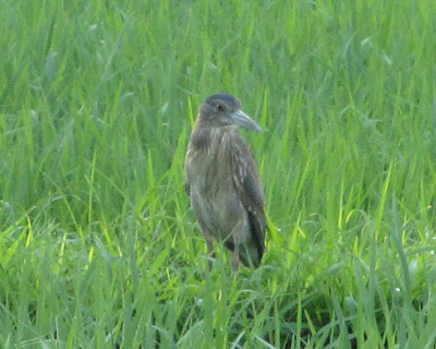 �A�I�T�M�ɍ������Ă��S�C�T�M