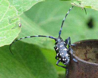 ��Ԃ̂��w�^�ȃS�}�_���J�~�L��