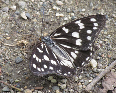 �Ԃ��Ȃ��̂��S�}�_���`���E