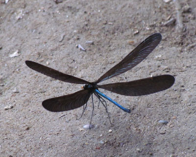 ���������̂Ȃ��n�O���g���{