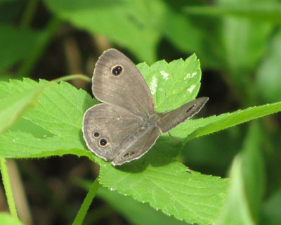 �n�������Ǐ������Ă��킢���q���E���i�~�W���m��