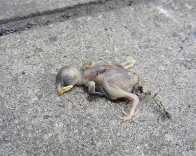 �Ȃ��H��ɂ���̂��H