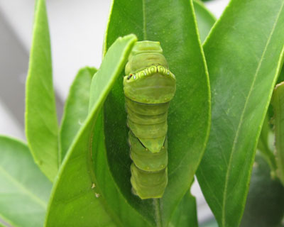 �E�����ẴA�Q�n�C��