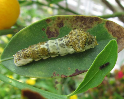 �����C��