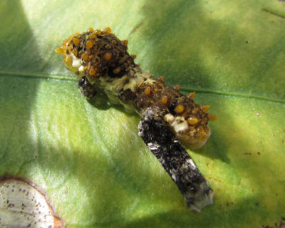 �E���I���