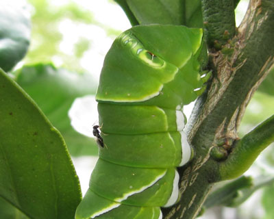 �܂����ꂽ