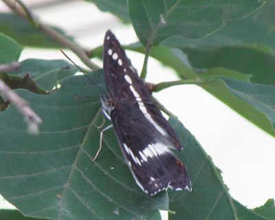 �C�`�����W�`���E��