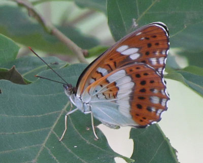 ���̕������ꂢ