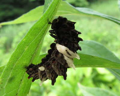 ���낻��匂ɂȂ낤����