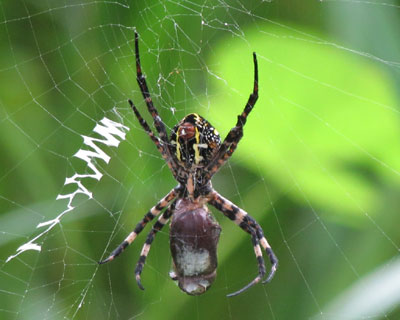 �������̓W�����E�O���H