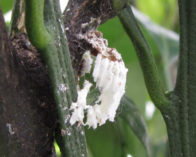 �C�Z���A�J�C�K�����V�̎c�[