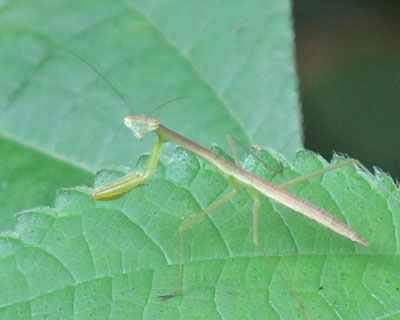 �U������Ă��킢���J�}�L��