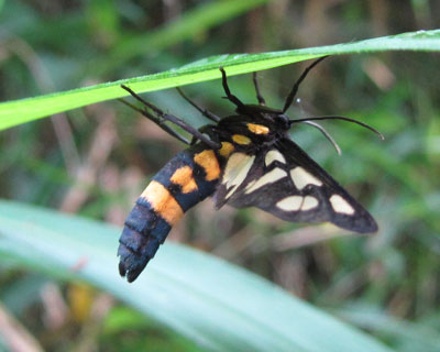 �J�m�R�K�͑���