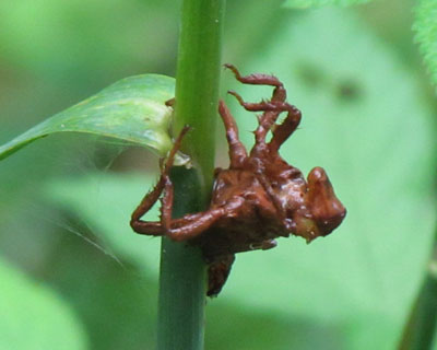 �Ȃɂ��̔����k�H