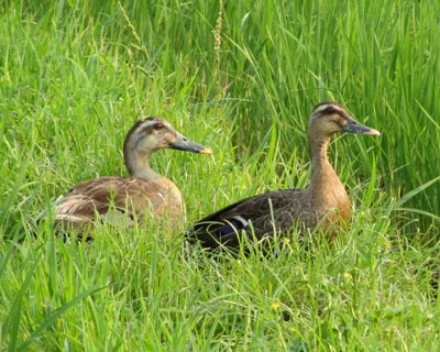 �������񂢂�̂Ƀq�i�����Ȃ��J���K��