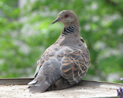 �a��ł��낮�L�W�o�g