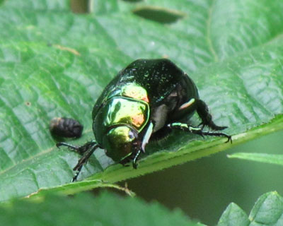 ������c���c��