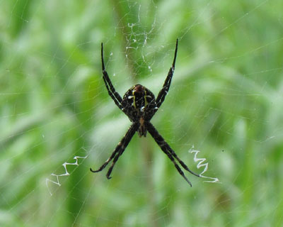 �R�K�l�O���̗��H