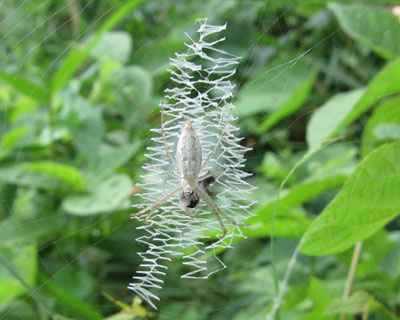 �i�K�R�K�l�O���̎q���炵��