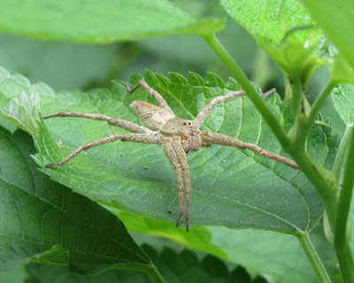 ������C�I�E�C���n�V���O���Ȃ̂��ȁH