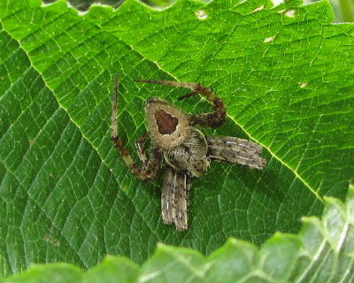 �I�j�O���n�ۂ�