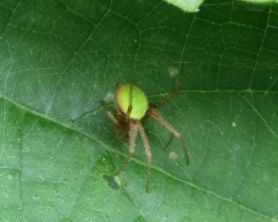 �T�c�}�m�~�_�}�V���Ȃ񂩂̎q��