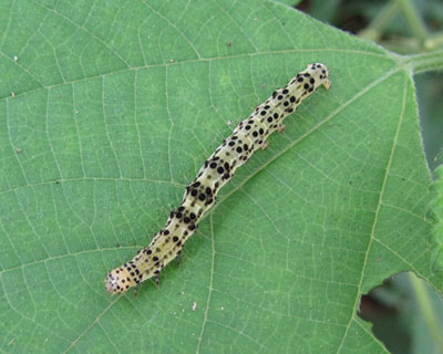 �܂��������N���L�V�^�A�c�o