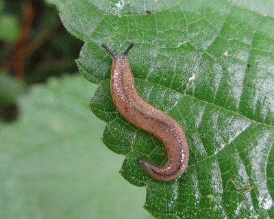 �������G�r�Ɏ��Ă�