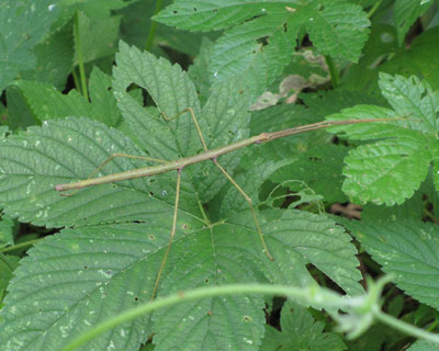 �傫������i�i�t�V