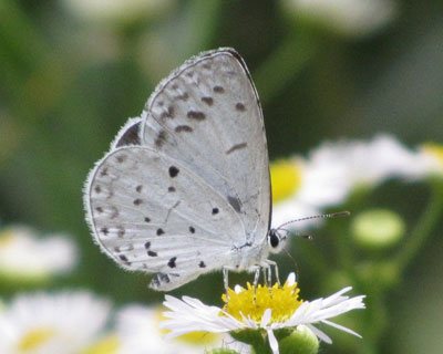 �����₱�����̓����V�W�~�H