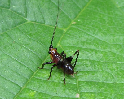 �ƂĂ����킢���T�T�L���c��