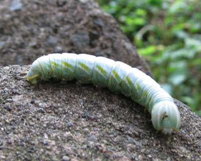 �Z�_�J�V���`�z�R�Ɏ��Ă�