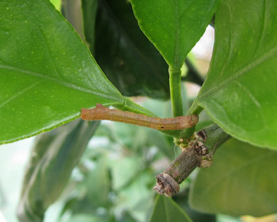 �o���o���ȃV���N�g����