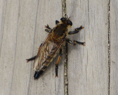 �V�I���A�u����