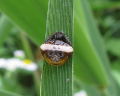 �V���I�r�g���m�t���_�}�V�炵��