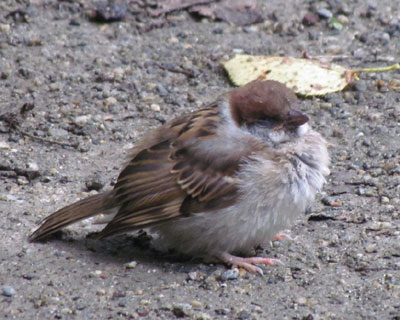 �����X�Y���̎q