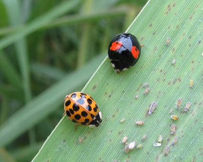 �c���c��