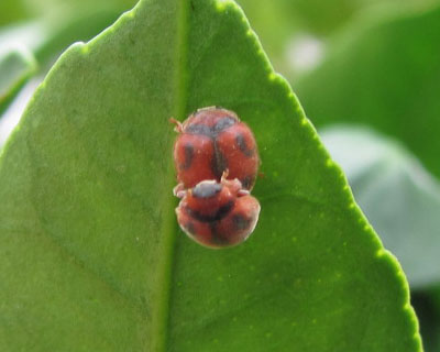 �x�_���A�e���g�E�������ς�