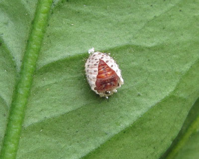 �x�_���A�e���g�E���