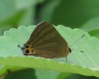 �O�����Ƃ��Ƃ͖͗l���Ⴄ�g���t�V�W�~