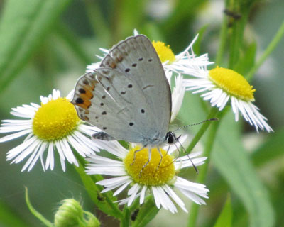 �c�o���V�W�~�����̕����D��