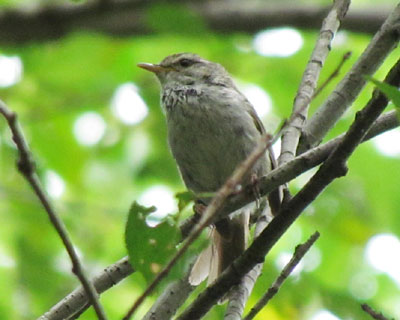 ���ǂ��Ȃ���̃E�O�C�X