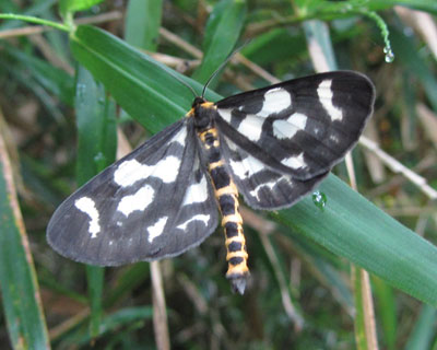 �E���G�_�V���N